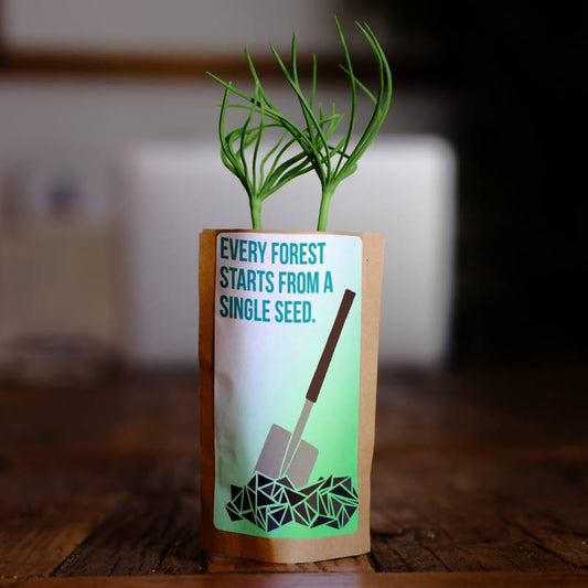 Every Forest Starts From a Single Seed - Plants 10 Trees