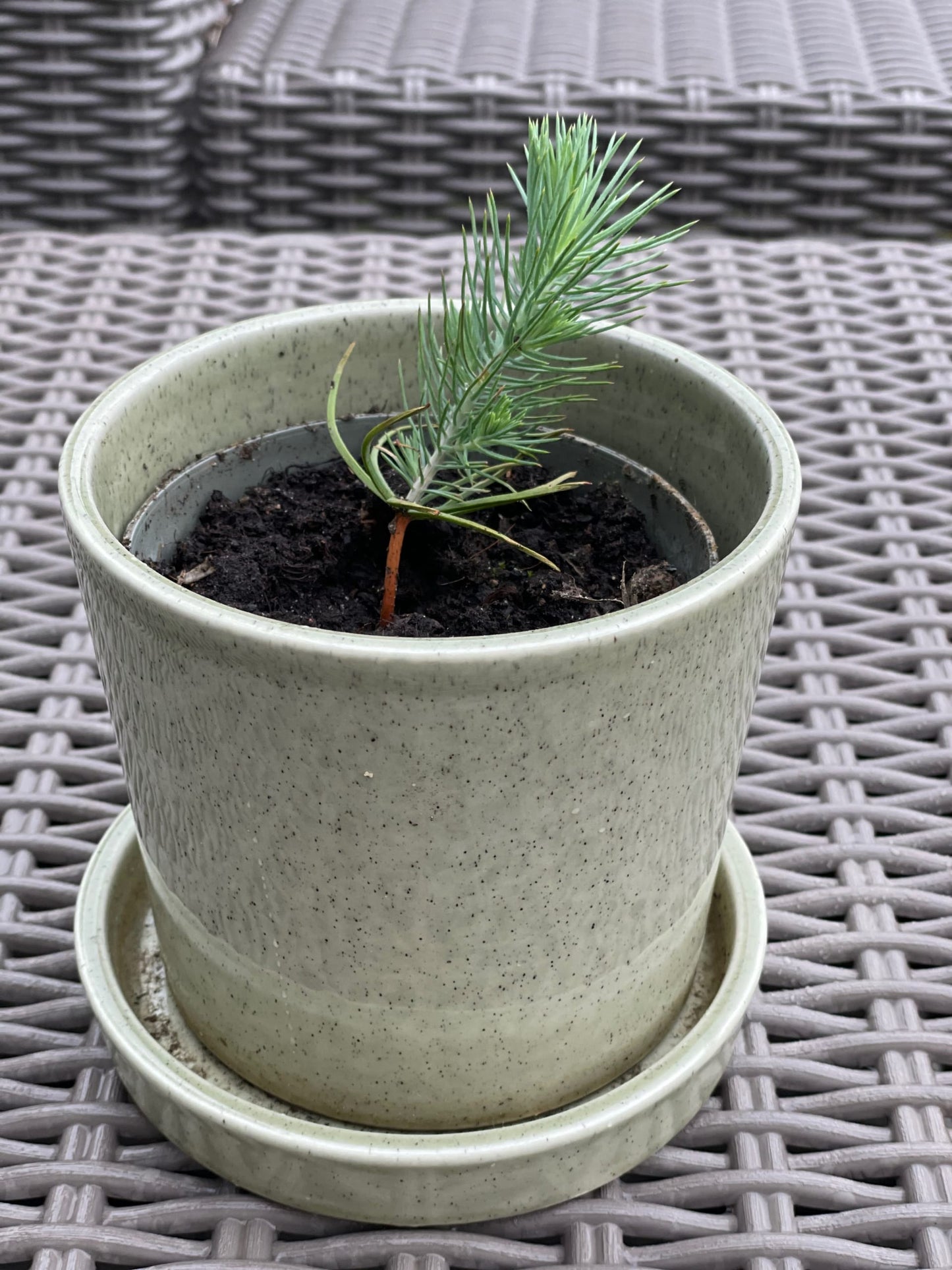 you plant we plant tree cup, we plant 10 more trees