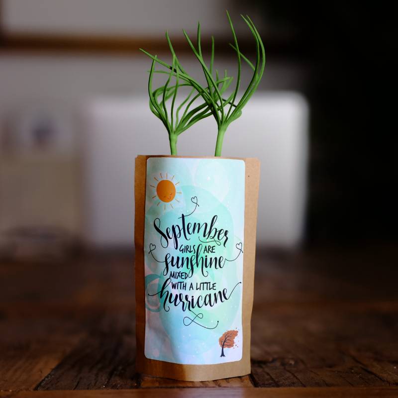 September Girls Sunshine &amp; Hurricane
