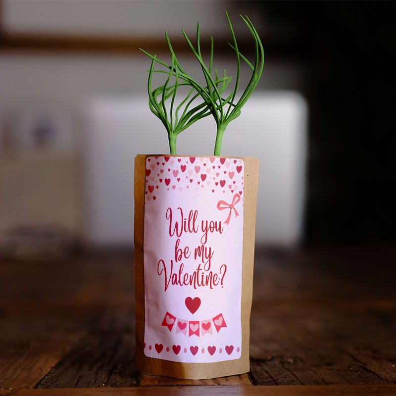 Will You Be My Valentine